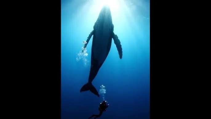 四虎影视永久在线观看 - 深蓝星球：探索海洋深处的未知世界